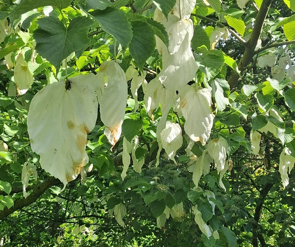 Galloway House Gardens-Newton Stewart必去景点
