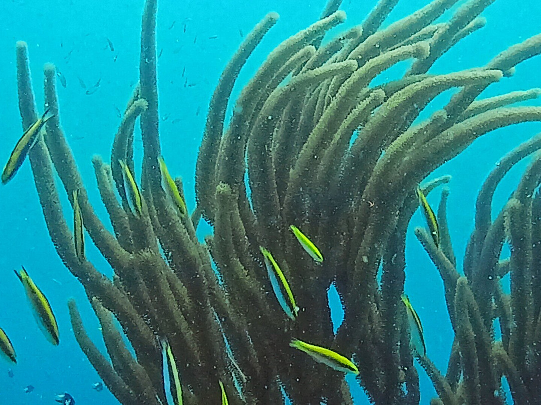 Undersea Tobago Ltd-克朗波因特必去景点