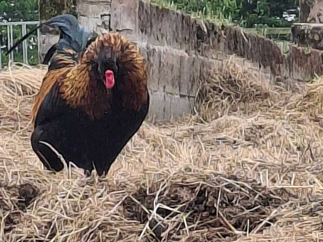 Mossburn Community Farm-Lockerbie必去景点