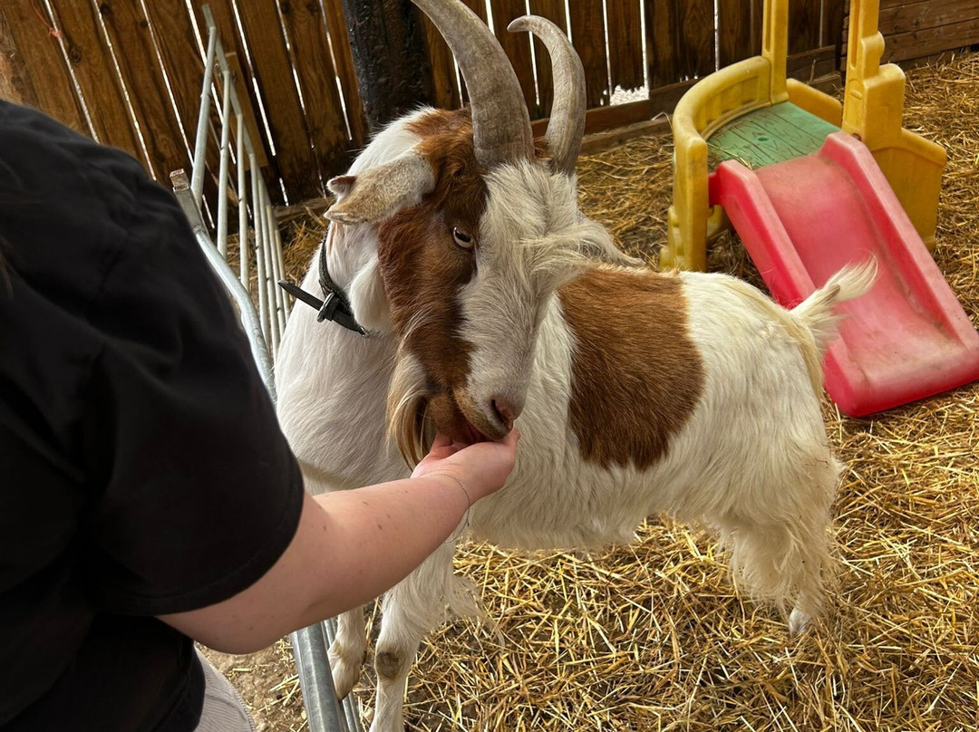 Tiny Steps Petting Farm-Bourne必去景点