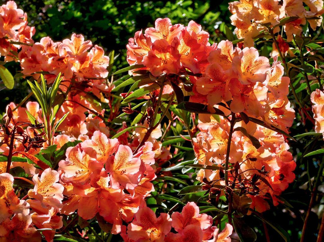Bowood Woodland Garden-Calne必去景点