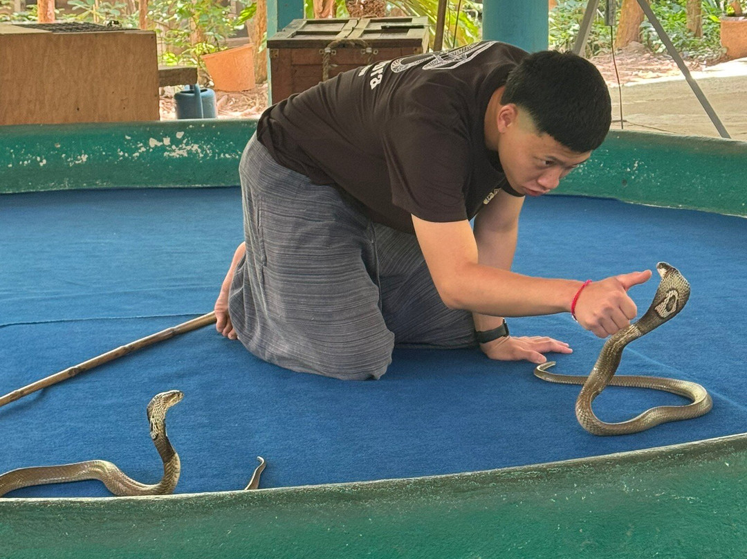 King Cobra Chiang Mai Show-夜林必去景点