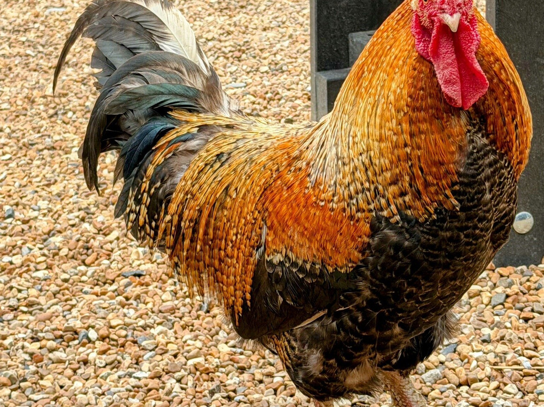 Badgers Hill Farm Cafe & Tearoom