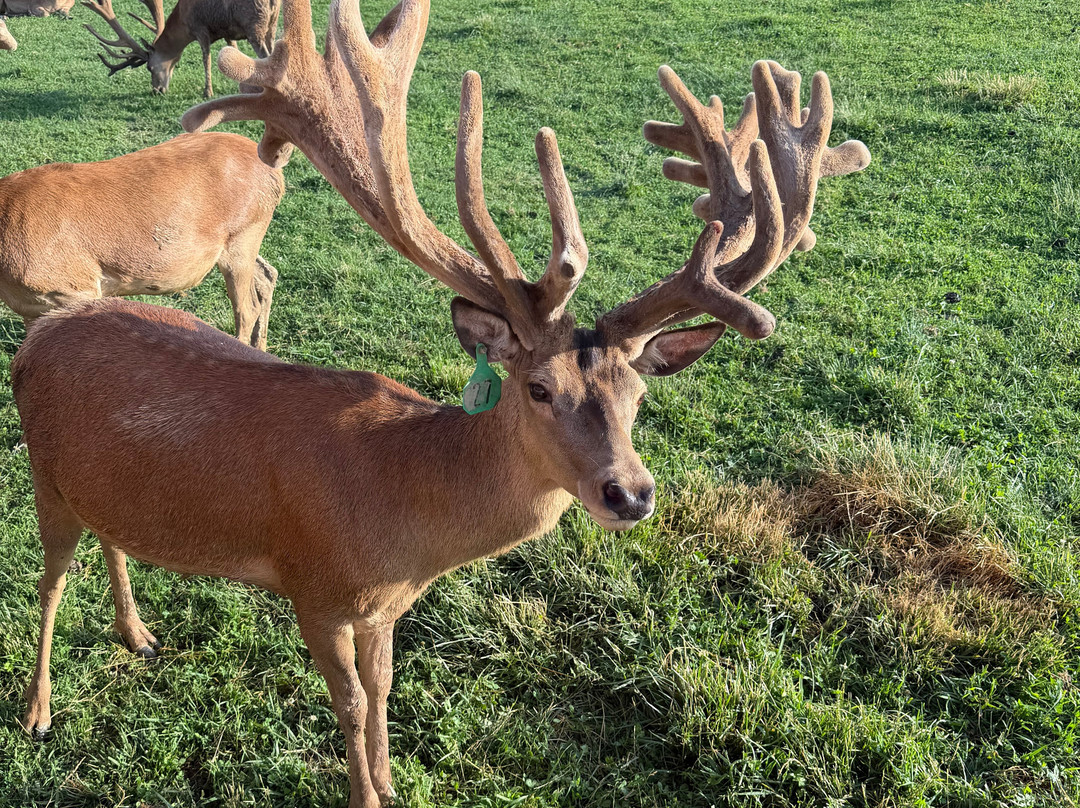 Red Deer at Rolling Hills Farm-Catawissa必去景点
