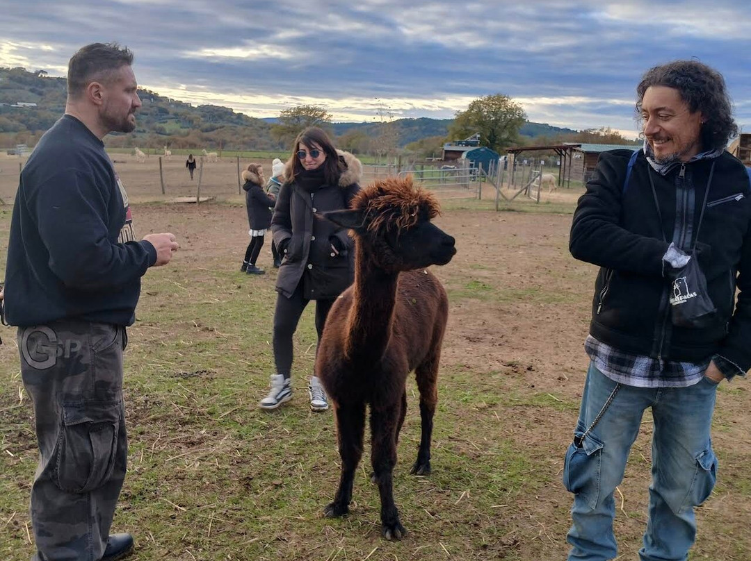 Albus Alpacas-Sasso d'Ombrone必去景点