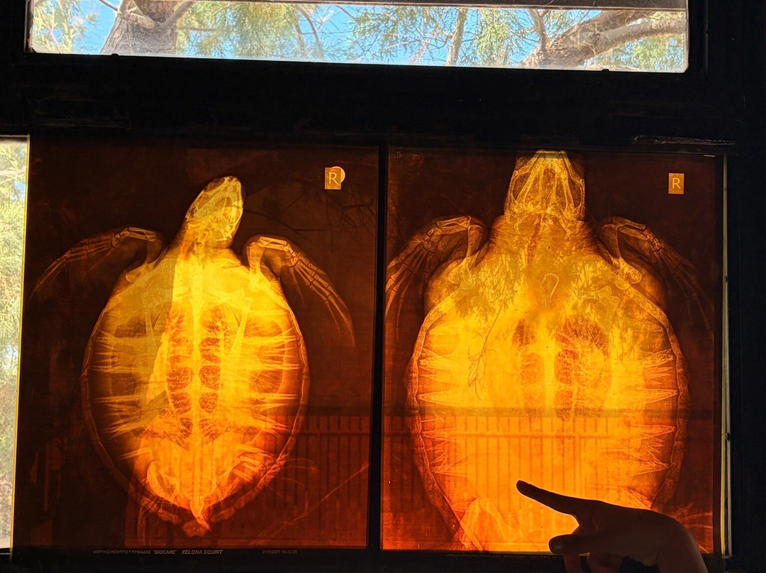 ARCHELON Τhe Sea Turtle Protection Society of Greece-吉利法达必去景点