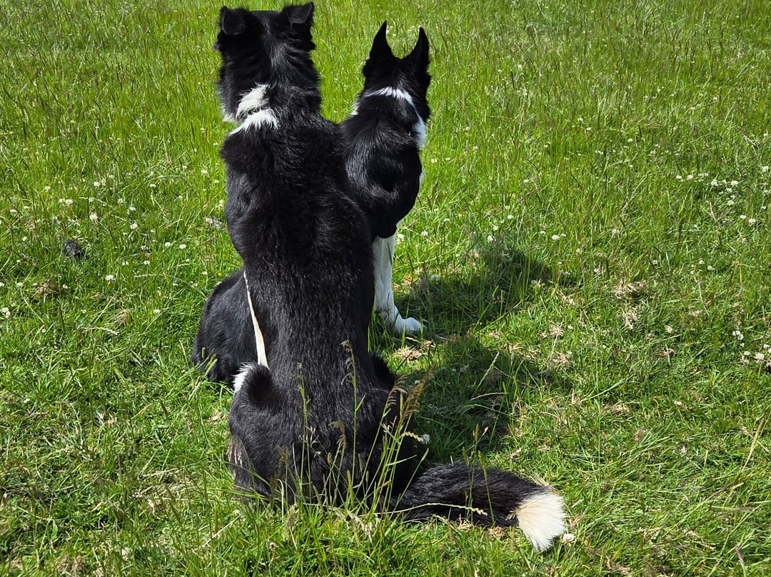 Nij Vyas Sheepdog Experience-East Norton必去景点