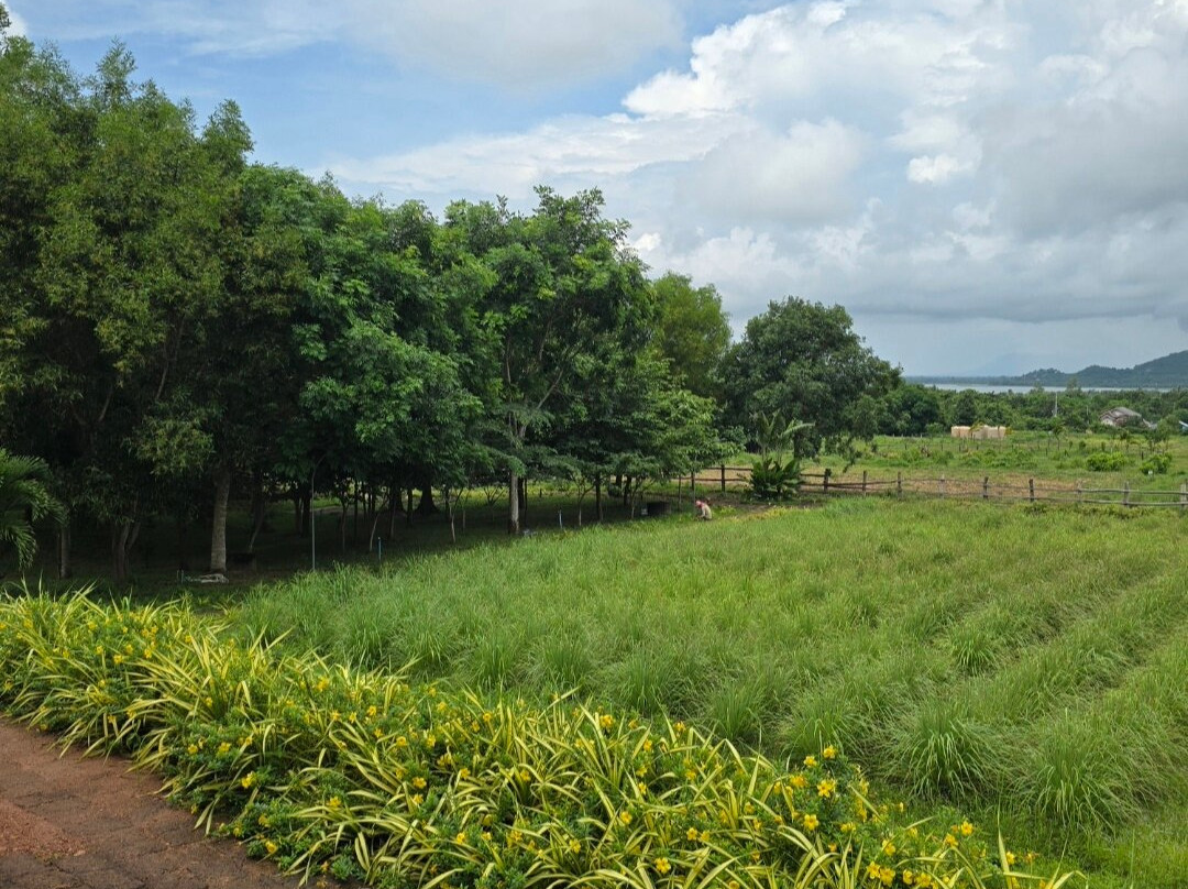 胡椒种植园-贡布必去景点