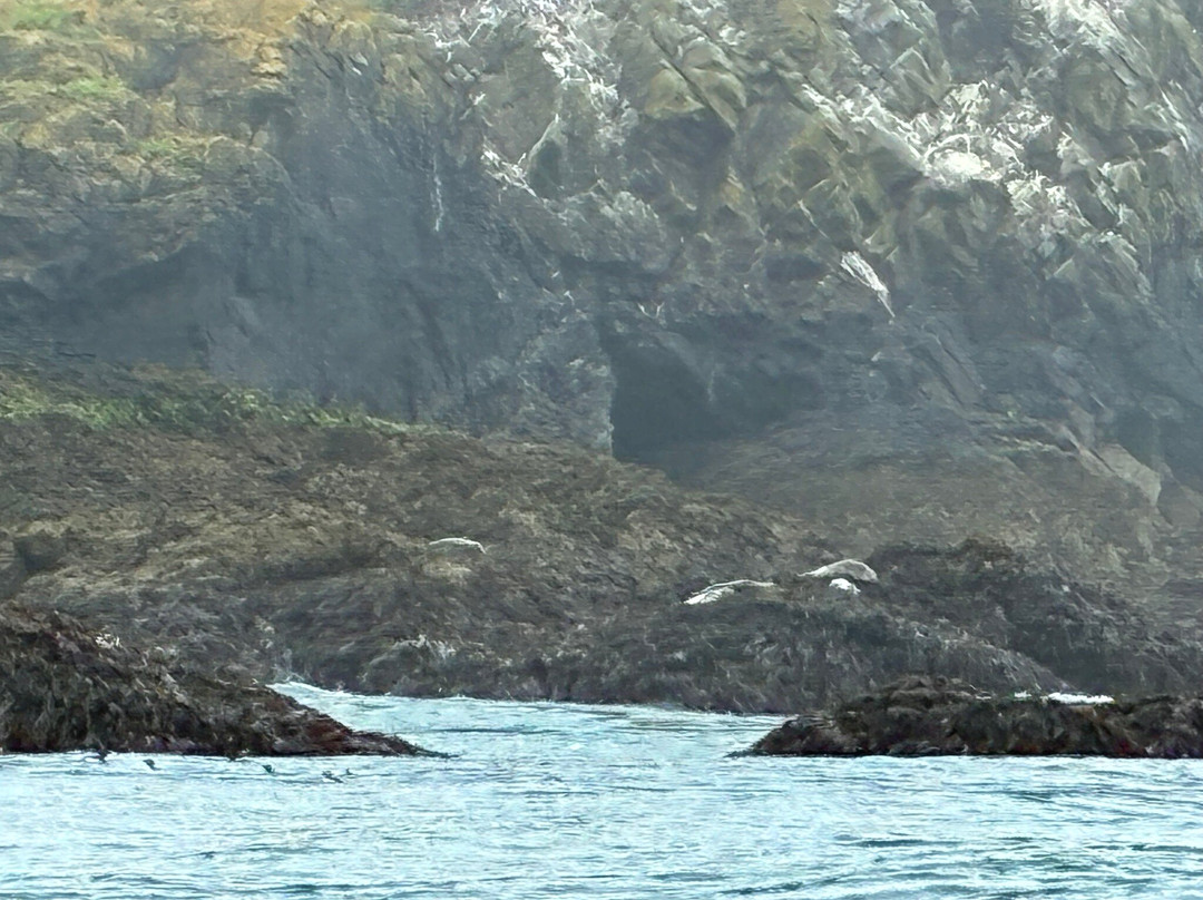 Pembrokeshire Islands Boat Trips-Skomer Island必去景点