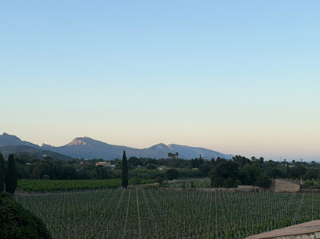 Bodegas Can Vidalet-Pollenca必去景点