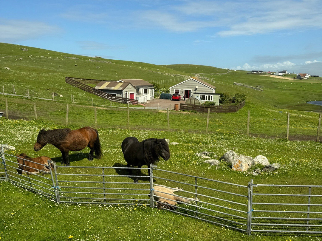 The Shetland Pony Experience-Papil必去景点