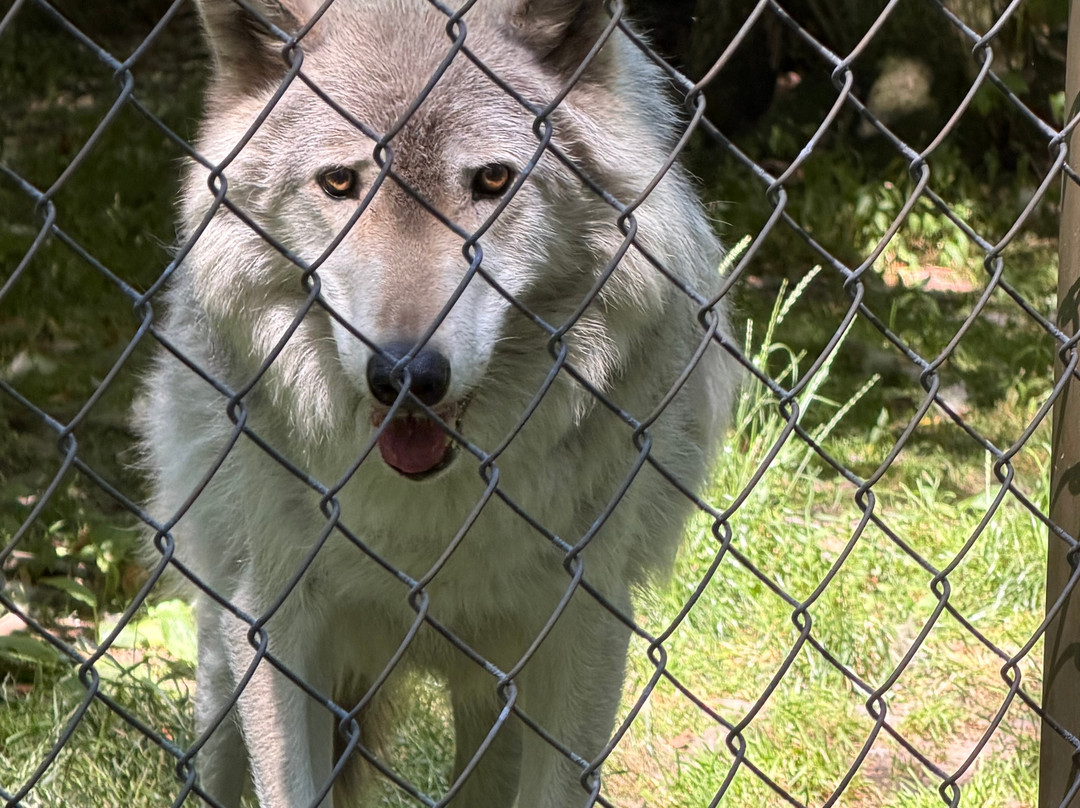 Lakota Wolf Preserve-Columbia必去景点