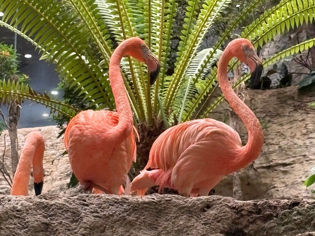 达拉斯世界水族馆-达拉斯必去景点