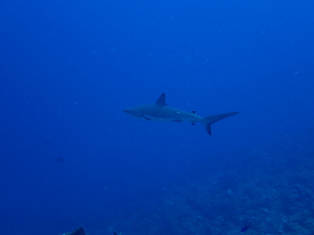 Sea Saba Dive Center-Windwardside必去景点