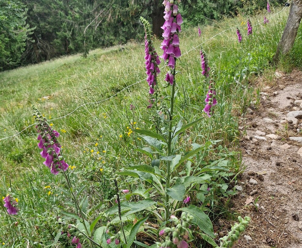 Lac de Gérardmer-热拉尔德梅必去景点
