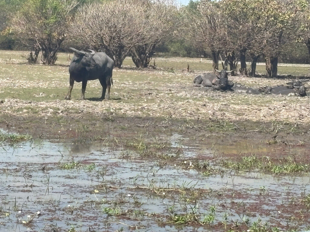 Wildlands Wetlands Safari Cruises-达尔文市必去景点