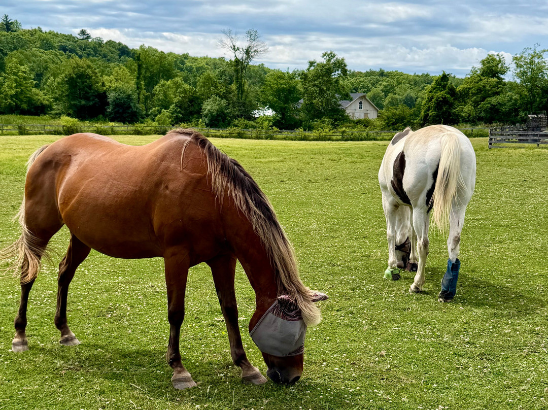 Catskill Animal Sanctuary-Saugerties必去景点