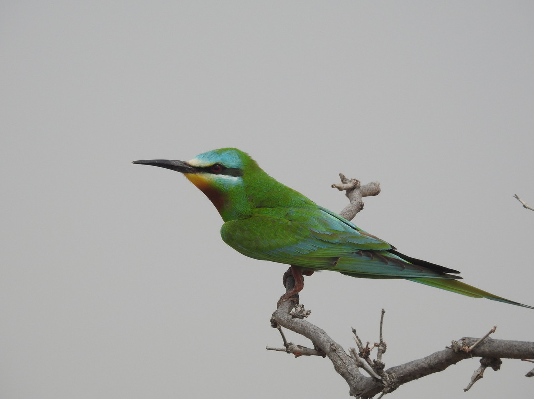 Jorbeer Conservation Reserve-碧卡内必去景点