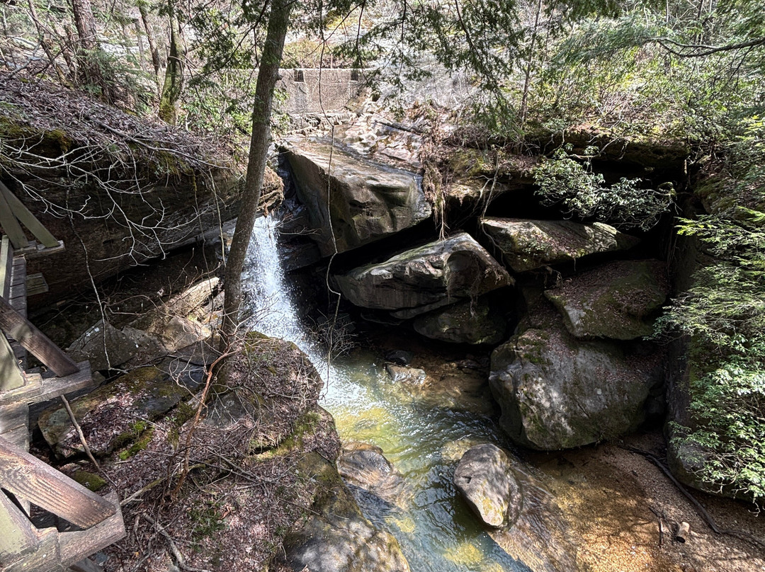 Dismals Canyon-Haleyville必去景点