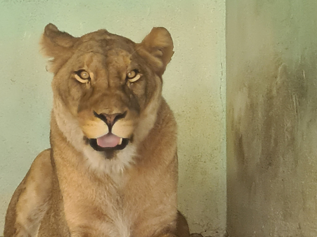 ZooParc de Beauval-圣艾尼昂必去景点