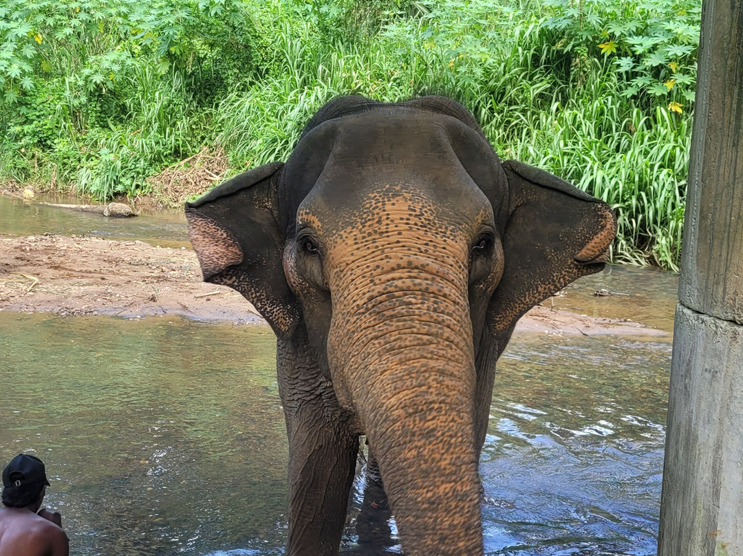Elephant Freedom Project-凯格勒 必去景点