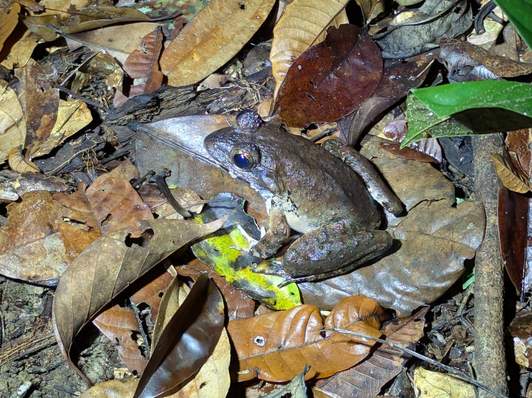 Borneo Eco Tours-亚庇必去景点