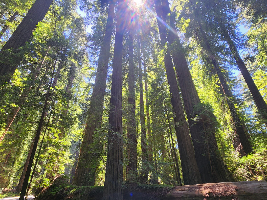 Avenue of the Giants-洪堡县必去景点