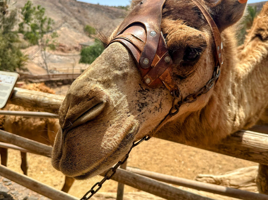 Oasis Park Fuerteventura-La Lajita必去景点