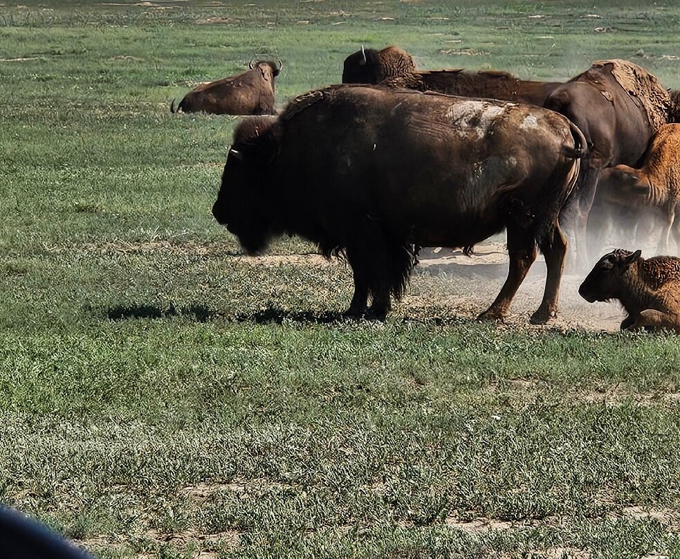 Rocky Mountain Arsenal National Wildlife Refuge-Commerce City必去景点