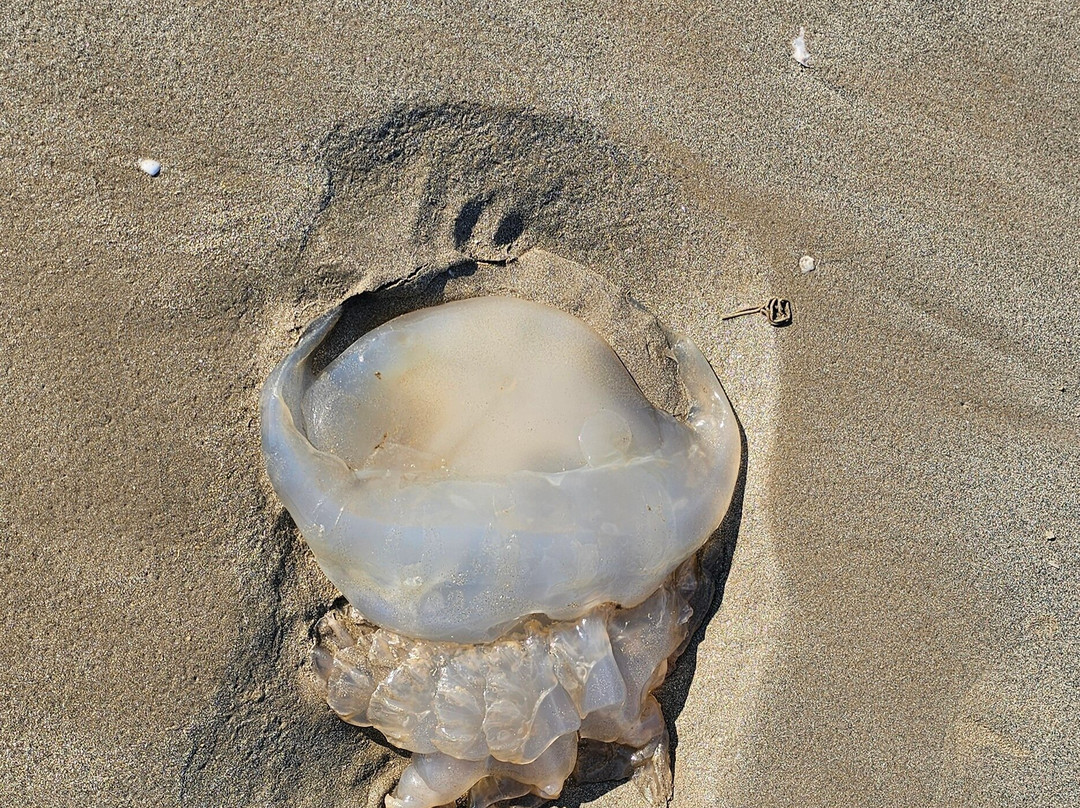Plage De Suzac