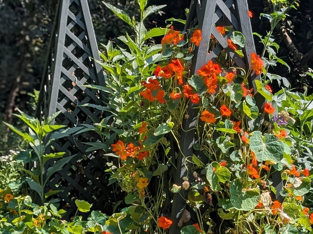Porters Lodge Garden & Tearoom-Cavenham必去景点