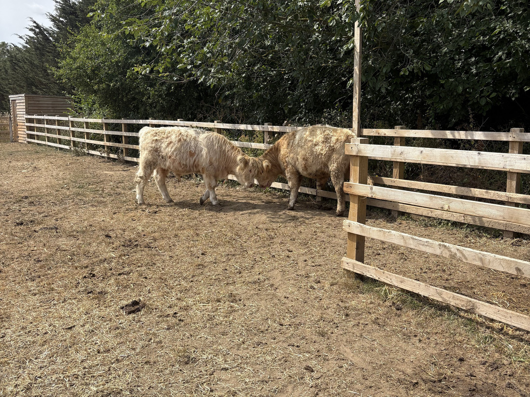 Quex Adventure Farm Park-Birchington必去景点