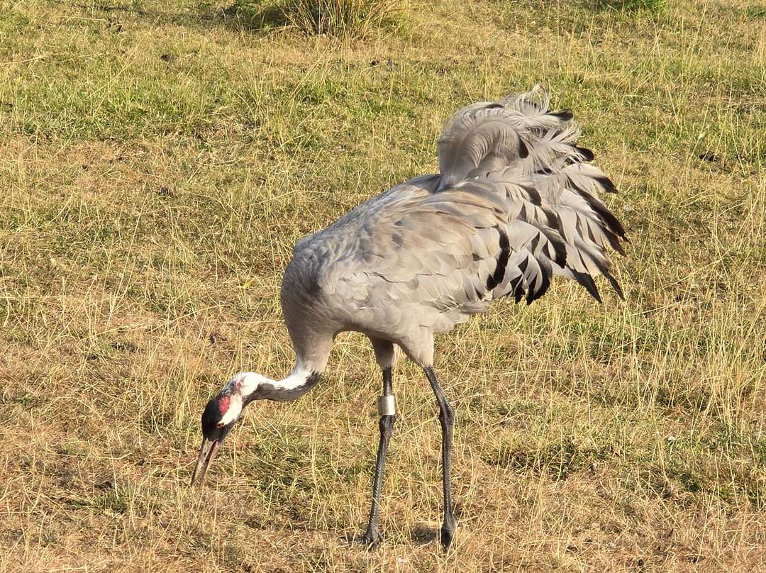 Watatunga Wildlife Reserve-金斯林必去景点