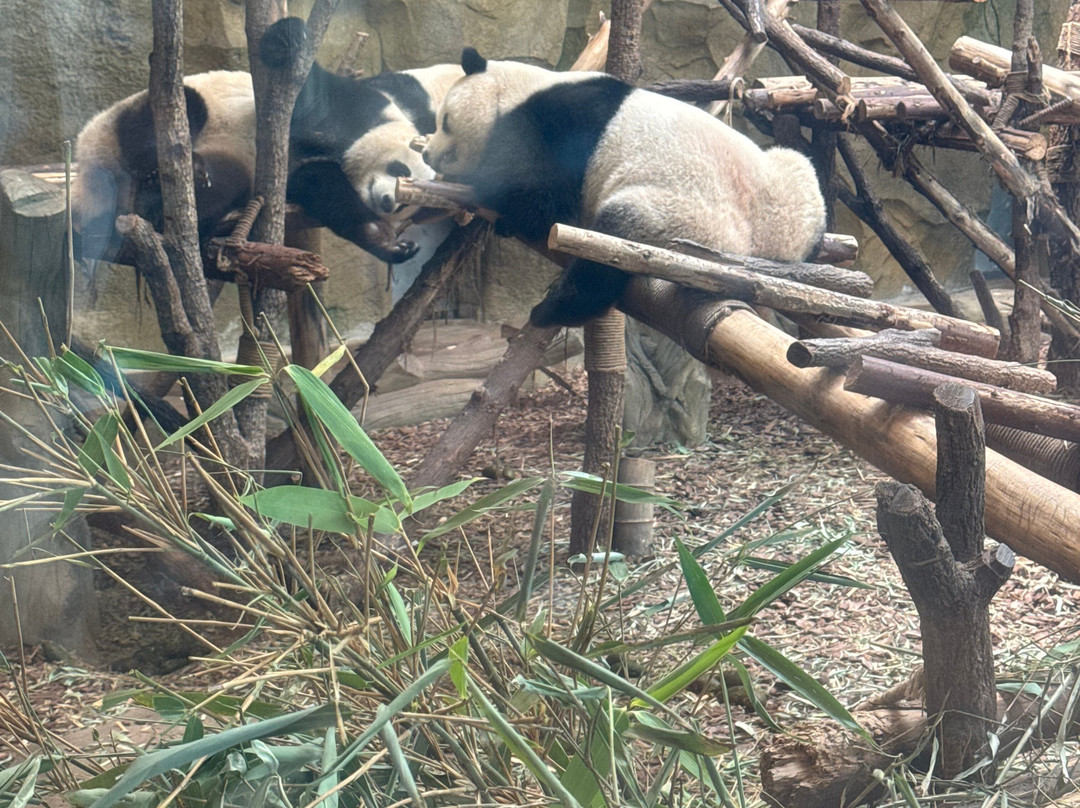 大熊猫谷-都江堰市必去景点