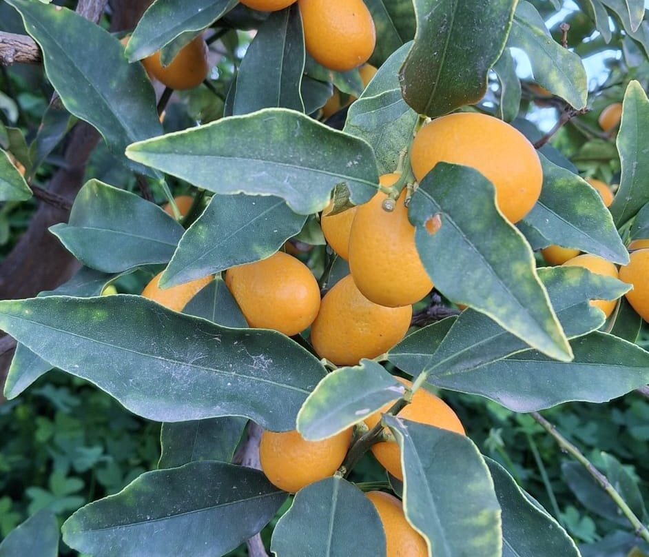 Finca El Pinero-阿尔穆涅卡尔必去景点