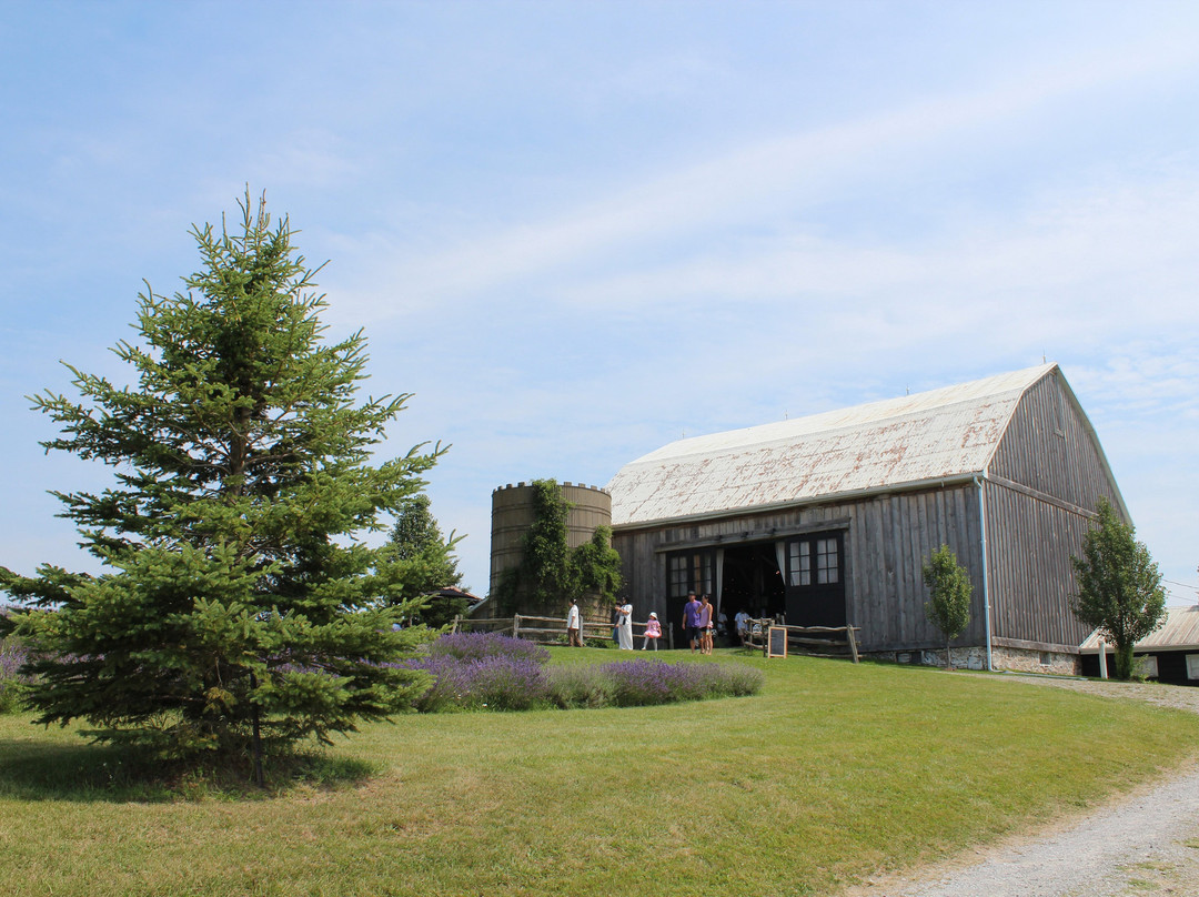 Gray Silo Lavender Farm-Port Perry必去景点