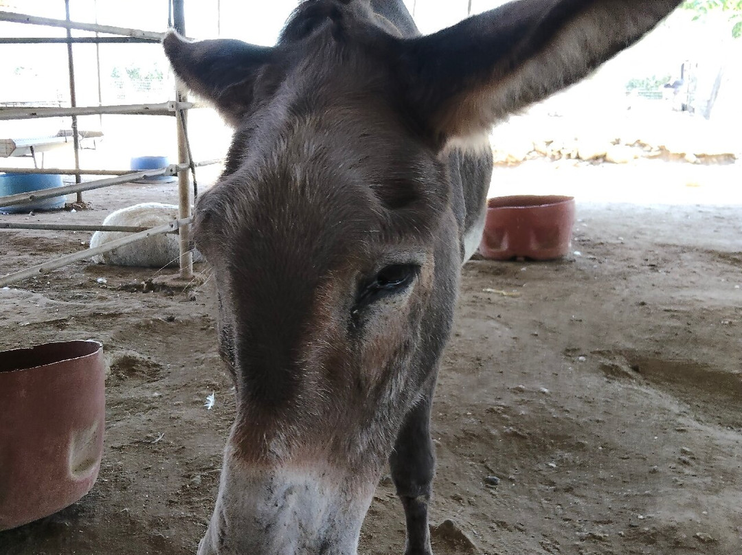 Agia Marina Donkey Rescue Sanctuary-Petrokefali必去景点