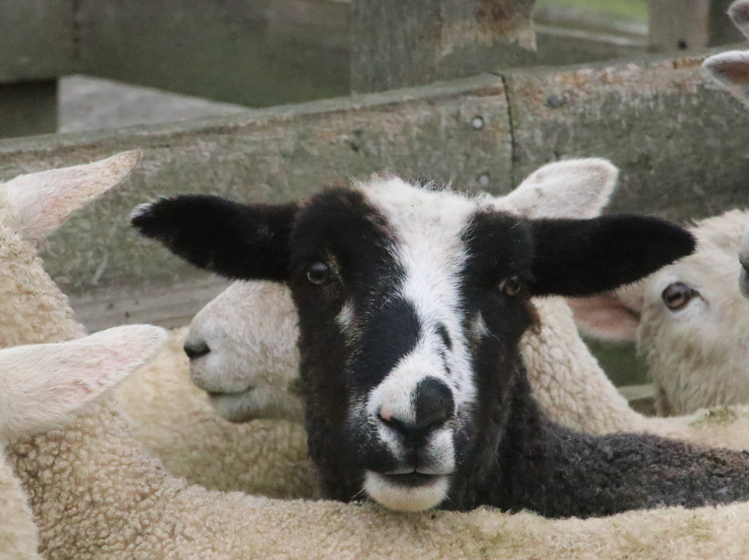 Feilding Saleyards Guided Tour-Feilding必去景点