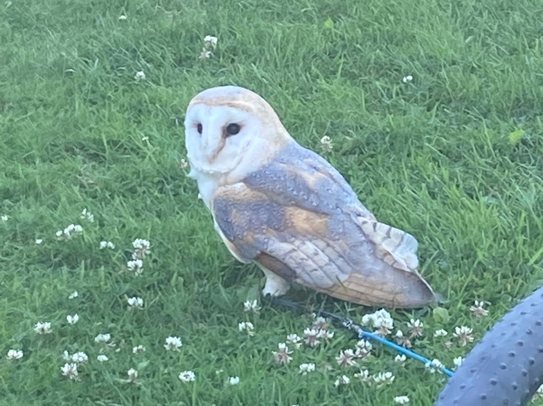 Cheshire Falconry-Northwich必去景点
