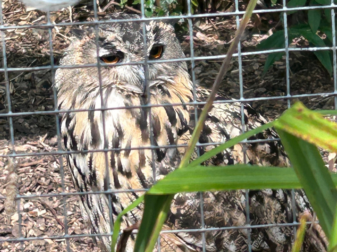 Andy Howeys Birds of Prey Centre-特威德河畔贝里克必去景点
