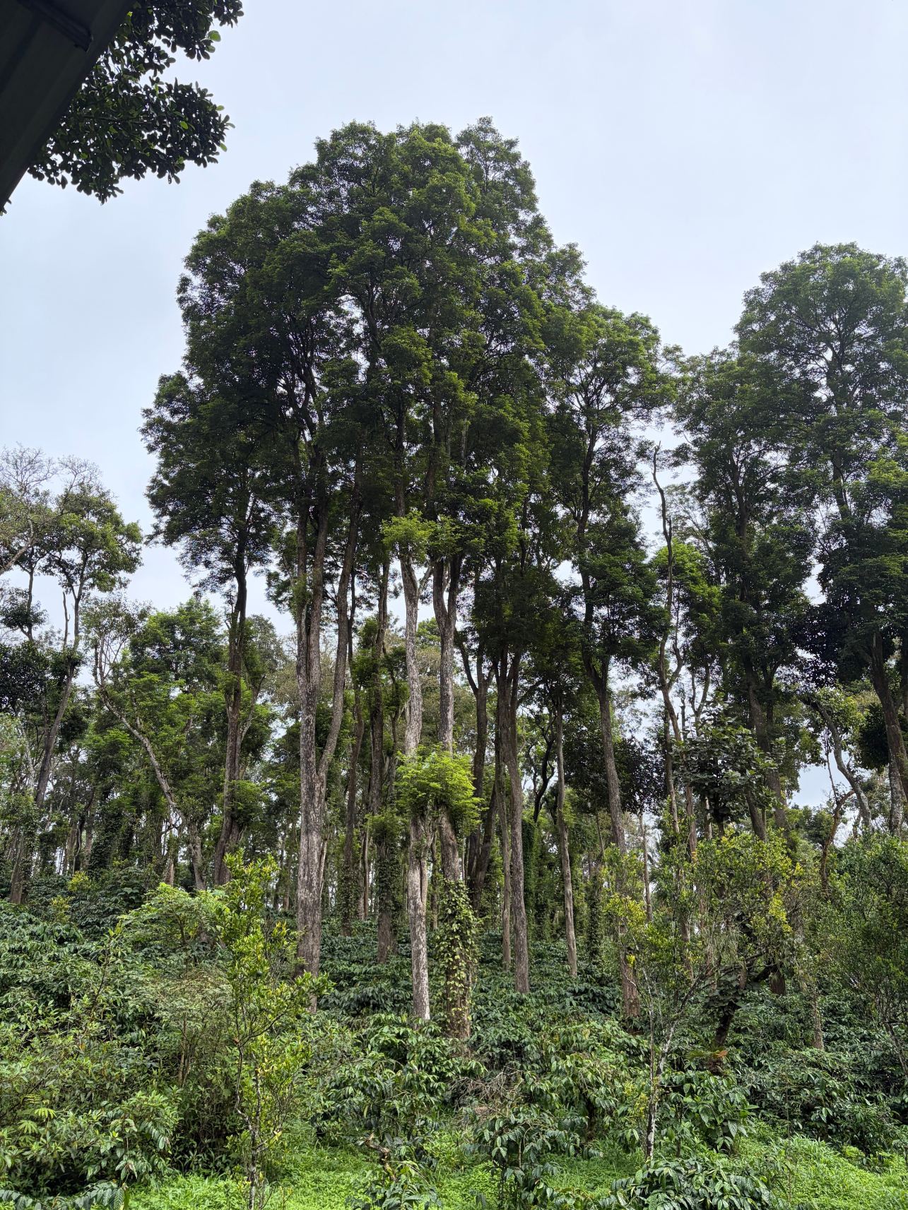 Machaan荒野旅馆Nagarahole-旅行者
