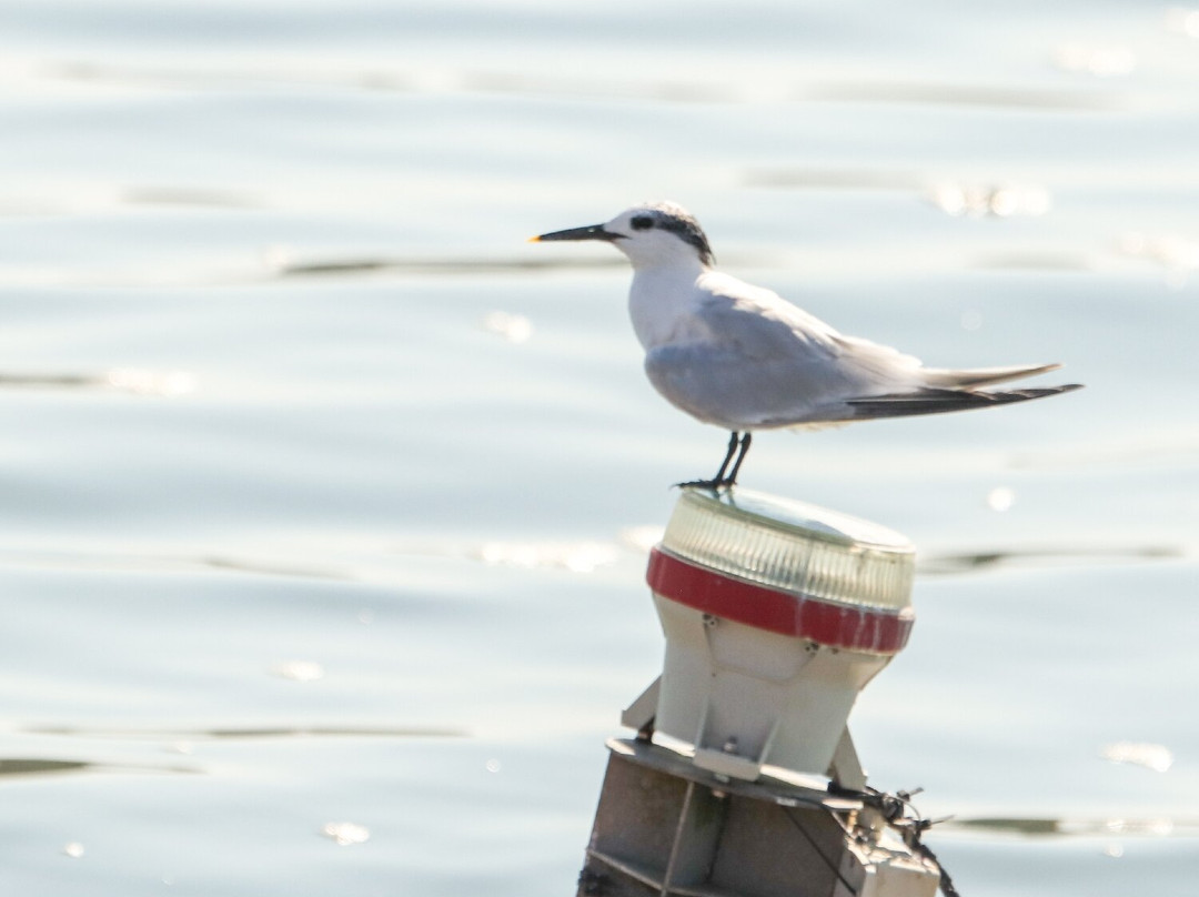 Birds Of Poole Harbour Events-普尔必去景点