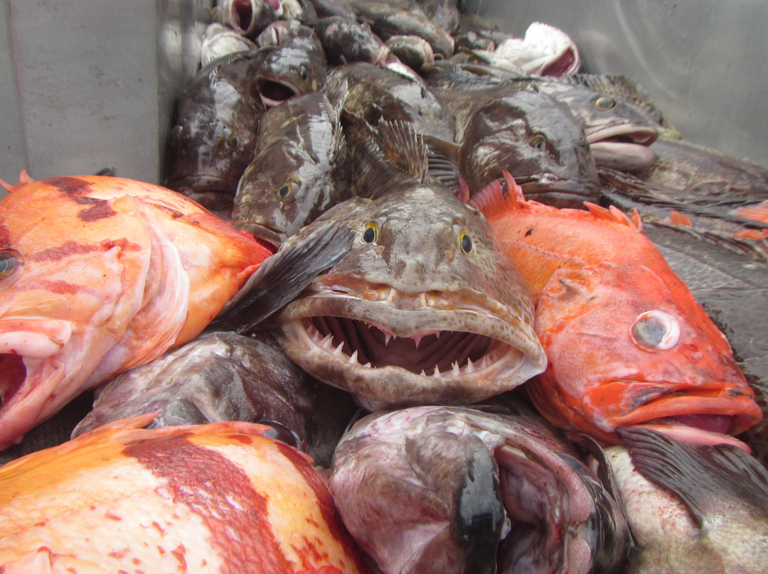 Homer Fish Processing