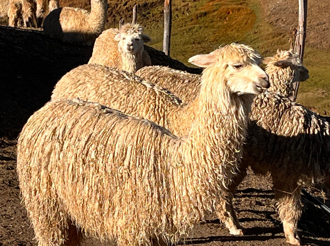 Alpaca Expeditions-库斯科必去景点