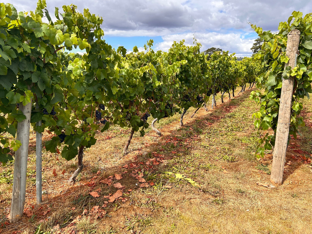 Kerry Vale Vineyard-Church Stoke必去景点