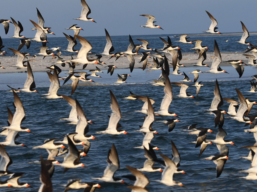 Salt Marsh Safari The Skimmer-Stone Harbor必去景点