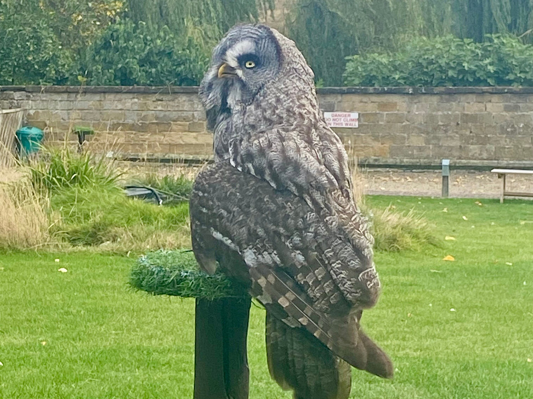Thirsk Birds Of Prey Centre-瑟斯克必去景点