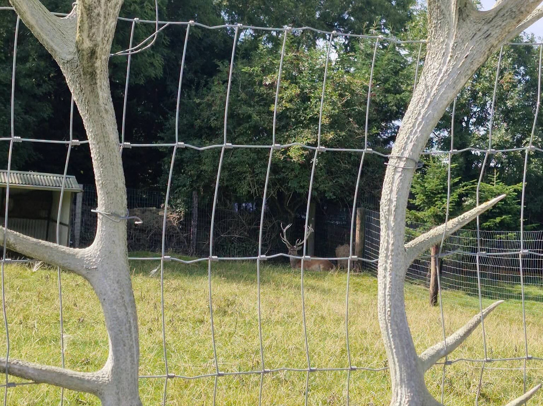 Glendeer Pet Farm-阿斯隆必去景点