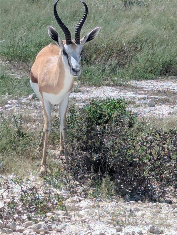 Born in Etosha Self-Drive Private Tours-Okaukuejo必去景点