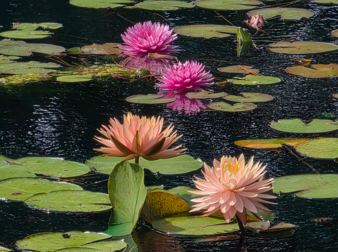 Parco Giardino Sigurtà-明乔河畔瓦莱焦必去景点